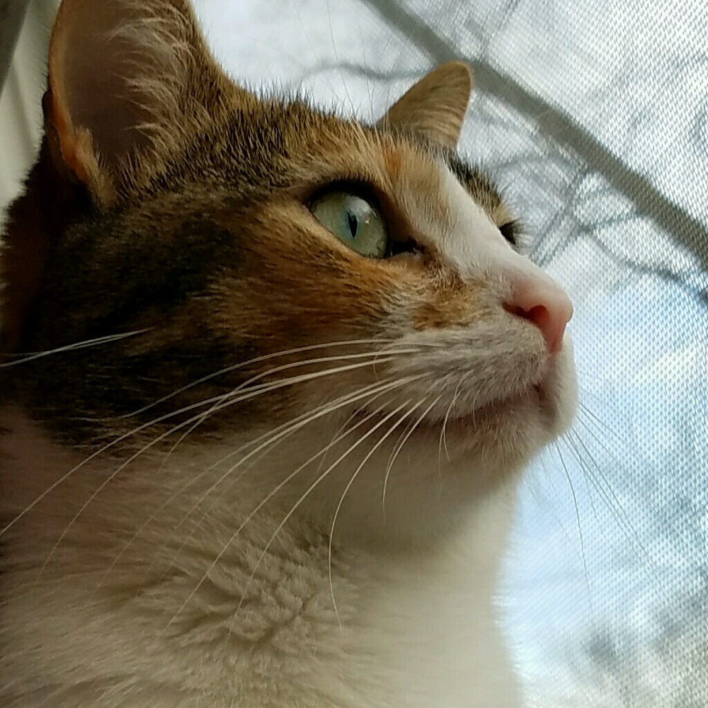 Meet your Posher, Penny